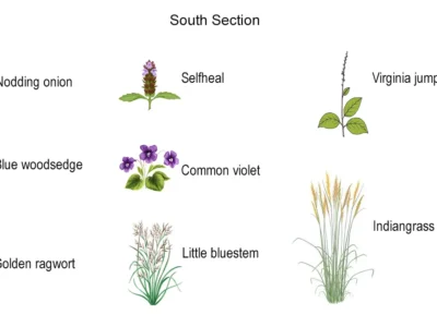 South section plant key