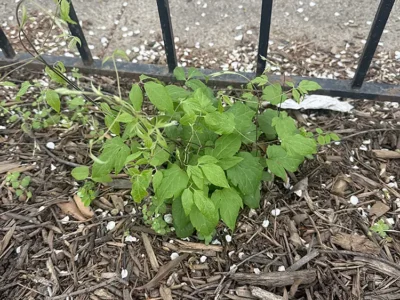 invasive autumn clematis
