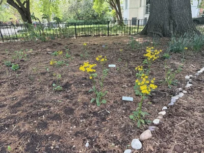 golden ragwort blooming