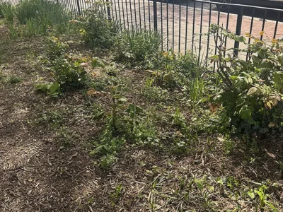 invasive leatherleaf mahonia
