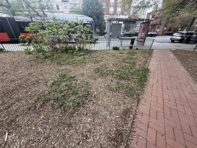 liriope and bus stop