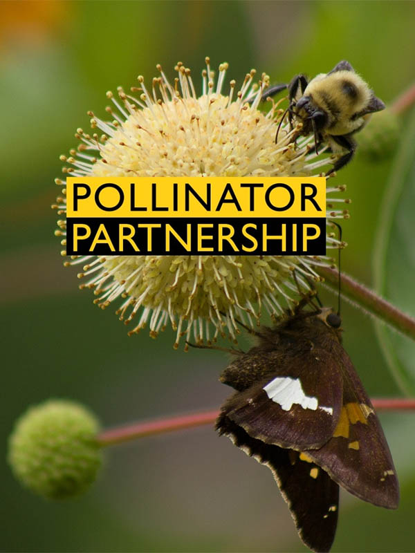 Pollinator Partnership.  Butterfly and bee on button bush