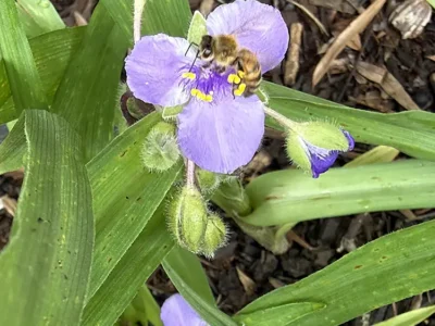 Bee on Spiderwort