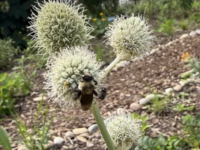 Bee on Rattlesnake Master