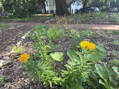 Butterfly Milkweed