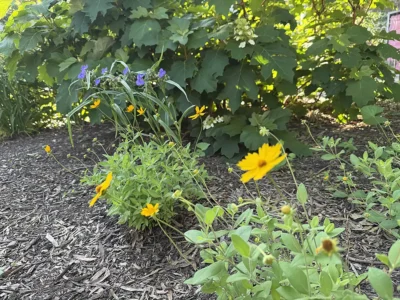 Coreopsis and spiderwort
