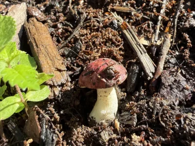 Russula fungi