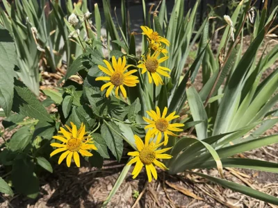 Heliopsis, False sunflower