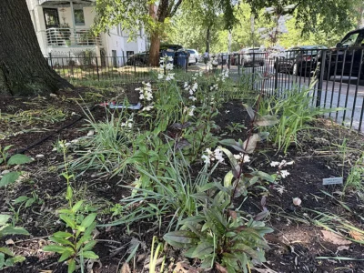 Penstemon digitalis