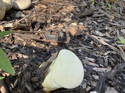 Boletus fungi pretending to be a rock
