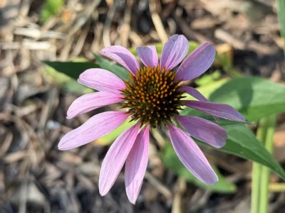 Purple Coneflower