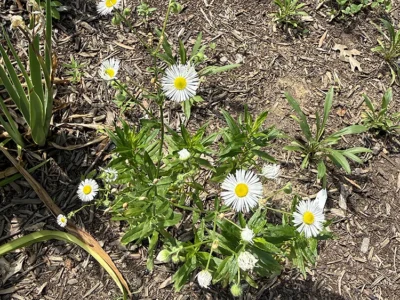 Fleabane