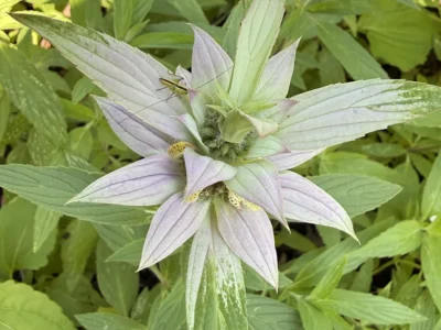 Katydid on Spotted Bee Balm