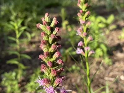 Liatris