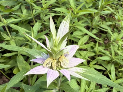Spotted Bee Balm