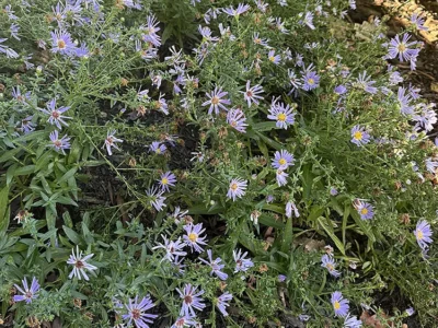 Aromatic aster