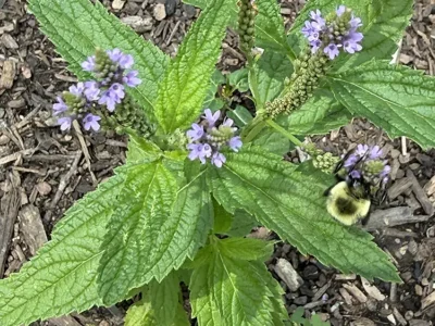 bee on blue vervain