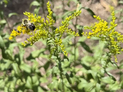 Bee on goldenrod