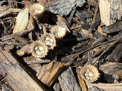 birds nest fungi