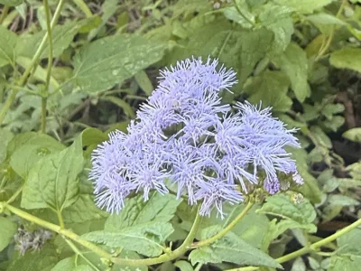 Blue mist flower