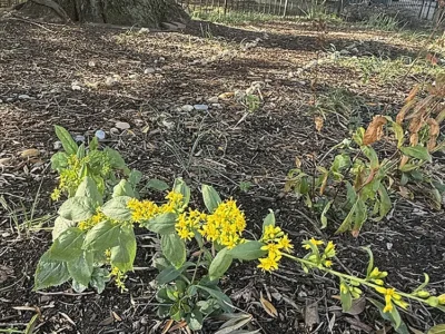 Blue stem goldenrod