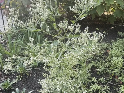 Boneset