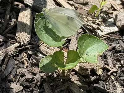 Cabbage white butterfly