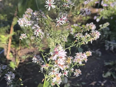 Calico aster