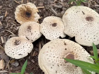 Common gilled mushrooms