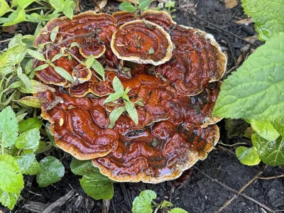 Gloeophyllum separium fungi