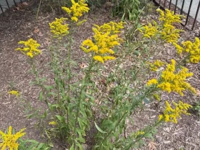 Early Goldenrod
