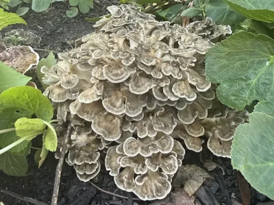Hen of the woods fungi