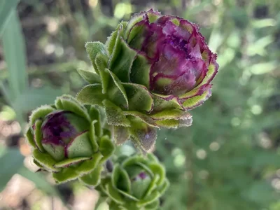 Liatris scariosa