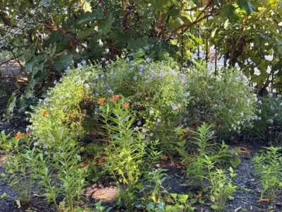 Milkweed and asters