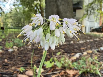 Nodding onion