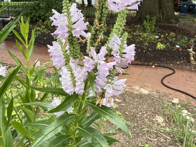 Obedient plant