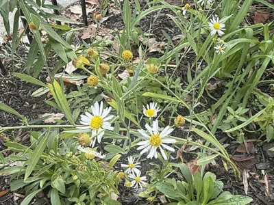 Panicled aster
