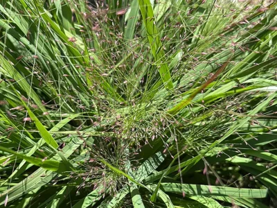 Purple love grass