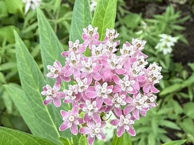 Swamp milkweed
