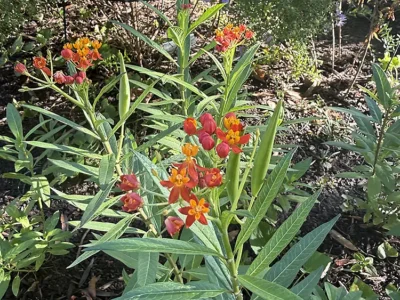 Tropical Milkweed